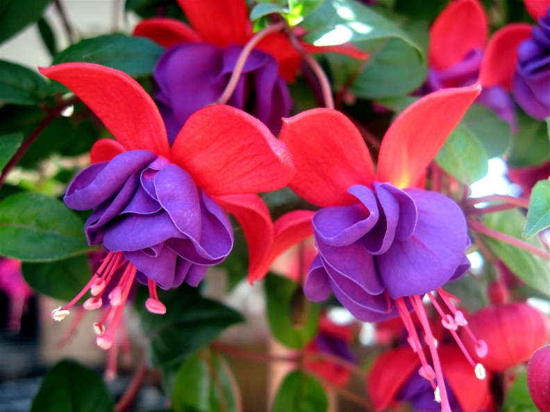 Fuchsias